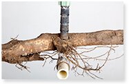 tree root removal